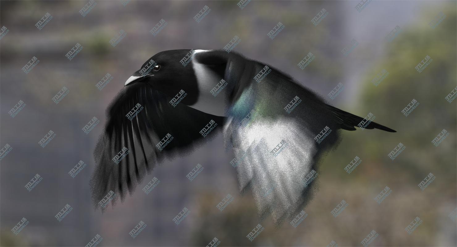 images/goods_img/20210113/Black-billed Magpie (Animated)/1.jpg